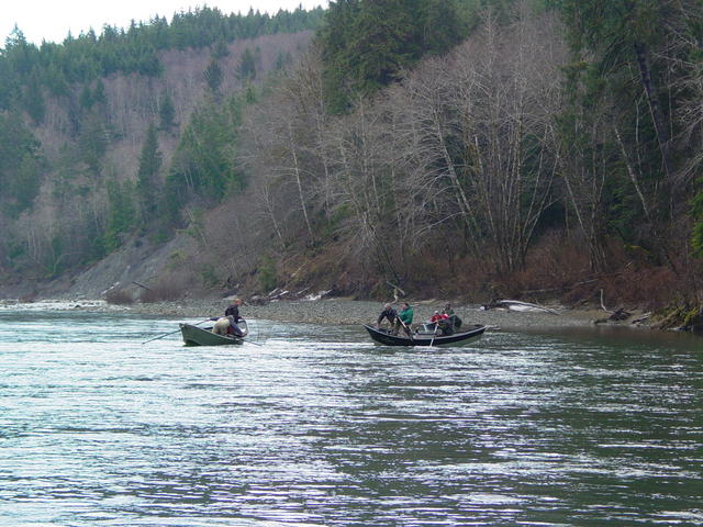 Combat on the Bogachiel. Competing boats in SRC (Snoopy Rod Classic) vie for a hatchery steelhead!