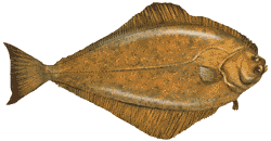 pacifichalibut.gif (8888 bytes)