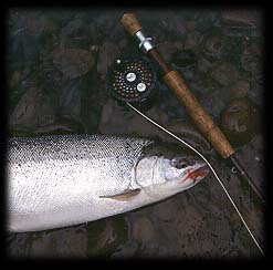 Calawah River wild steelhead ... Washington flyfishing guides