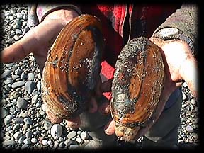 Ninilchik Alaska razor clamming