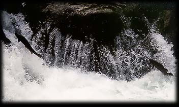 Leaping steelhead negotiate the Salmon Cascades on the Sol Duc River in April