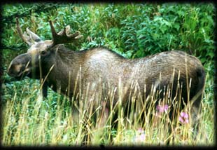 Bull moose along Alaska's Kasilof River