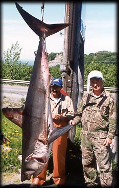 The 'Abnormal' ... salmon shark caught while fishing for halibut