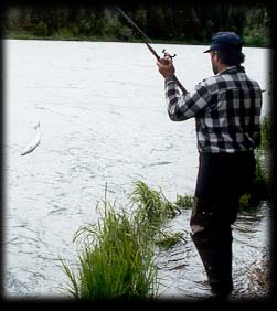 Leapin' sockeye salmon!