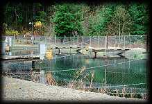 The Snider Creek project rearing pond