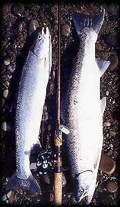 A pair of Bogachiel River hatchery steelhead