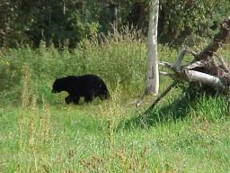 Four out six days we've seen bears :)