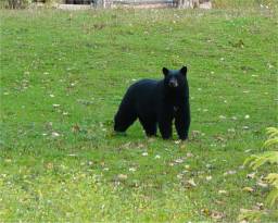 Our friendly bear :)