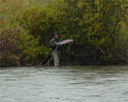 Mike with probably one a few fish from the river today.