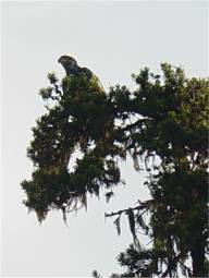 A visitor above cabin 7