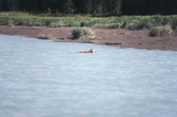 A coyote swims the open tidewater area of the lower Kasilof River on an early June trip.