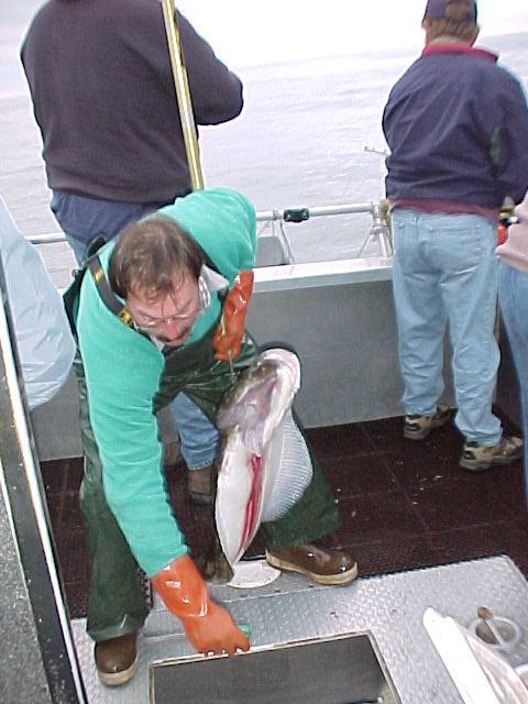 Art, long-time deckhand on the Windigo, slides a halibut into the hold.