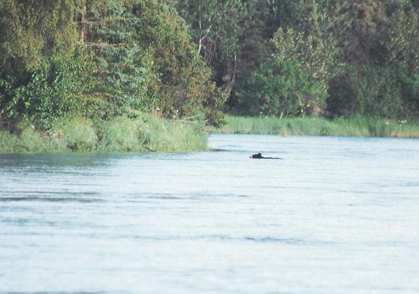 A black bear navigates the glacial waters on the Kasilof River on an early July float.