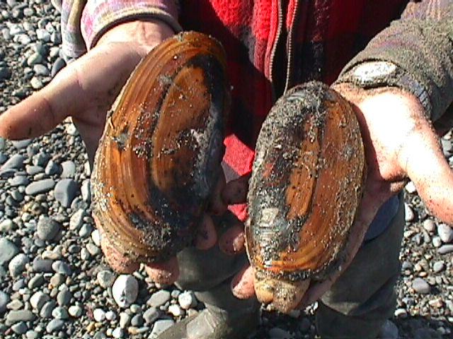 Clams as big as your hands are the norm!