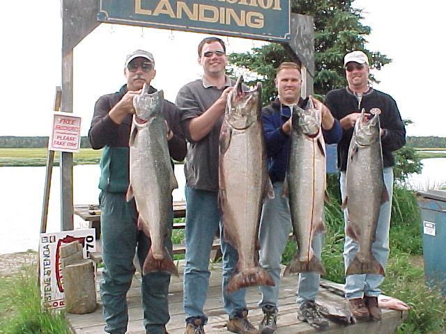 A nice load of July Kasilof kings from 39 to 55 pounds caught backbouncing in tidewater.