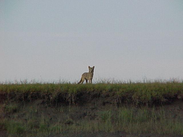 A coyote peeks over the edge of the tideflats to investigate what we're up to.