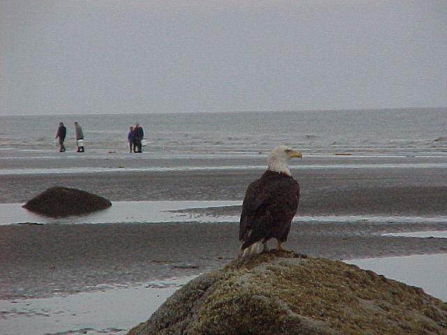 Keeper of the clam beds, an eagle watches over some clam diggers just south of Ninilchik.