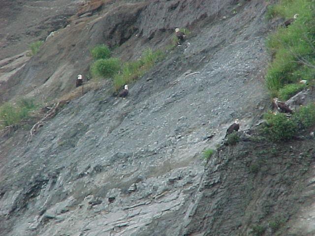 Eagles congregating along the shores of Cook Inlet.