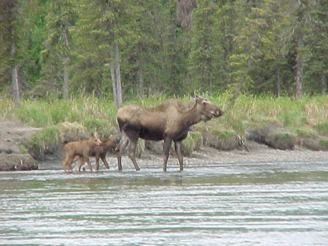 Momma moose leads the way for a newly-born set of twins on a crossing of the Kasilof near Crooked Creek State Recreation area.