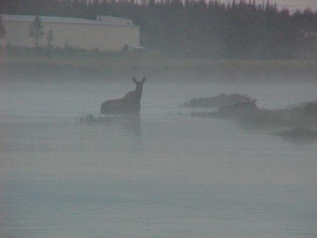 A moose peers through the fog to see what's coming her way on the lower Kasilof.