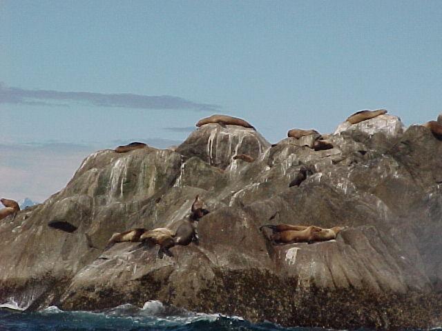This is the life! Sea Lions basking in the sun off the Chiswell Islands out of Seward.