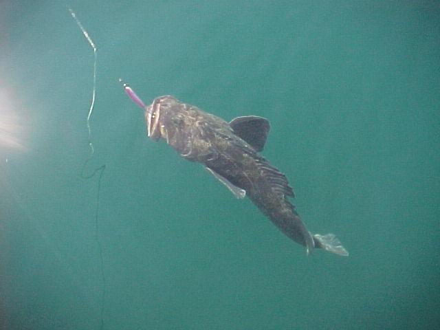 A Seward ling comes to the surface on a glass-flat day of fishing.