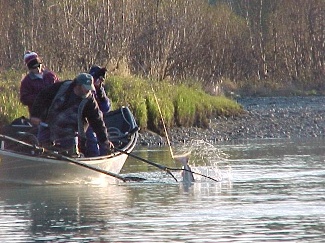 A Kasilof River king comes to the net.