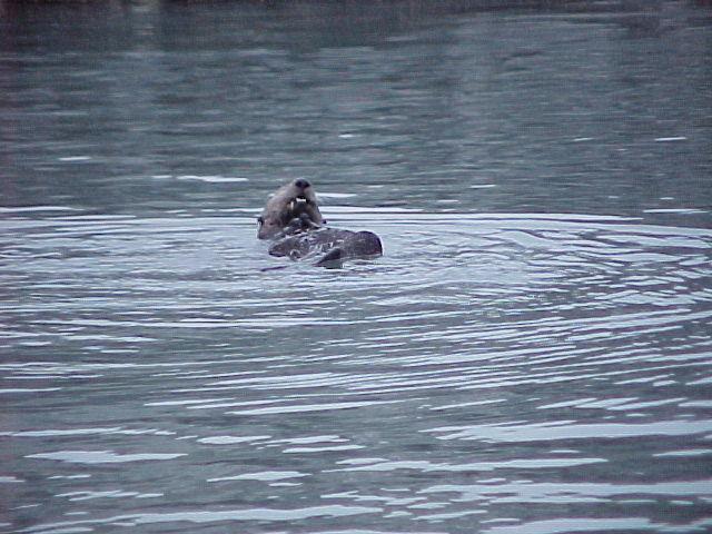 A sea otter puts on a show for guests on a Kenai Fjords Cruise.