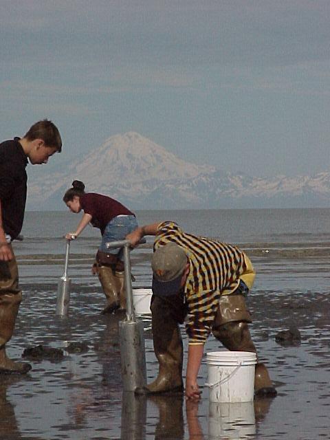 Razor clamming with Mt. Redoubt in the background.