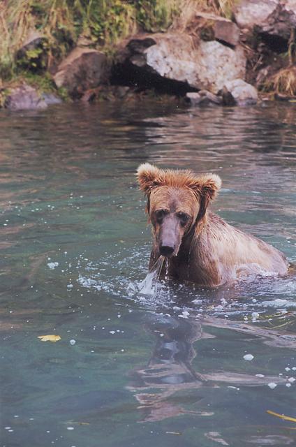 Fly-outs to Wolverine Creek give anglers a close-up look at grizzly bears actively fishing.
