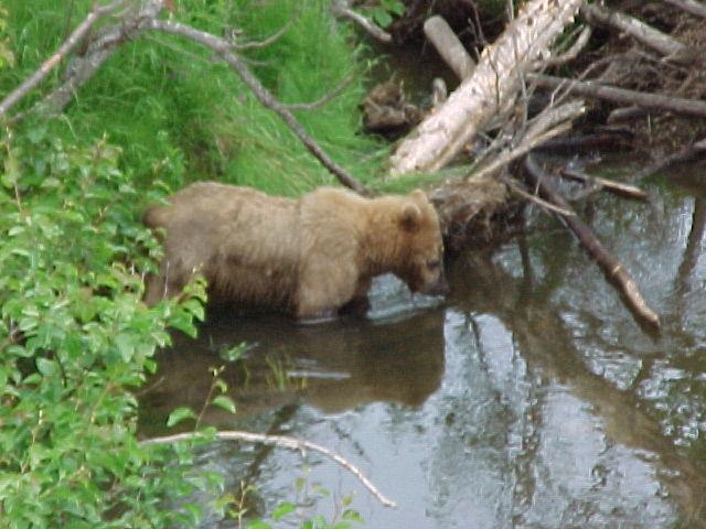 Town bear. A grizzly viewed from the road in Soldotna plying the waters of Slikok Creek.