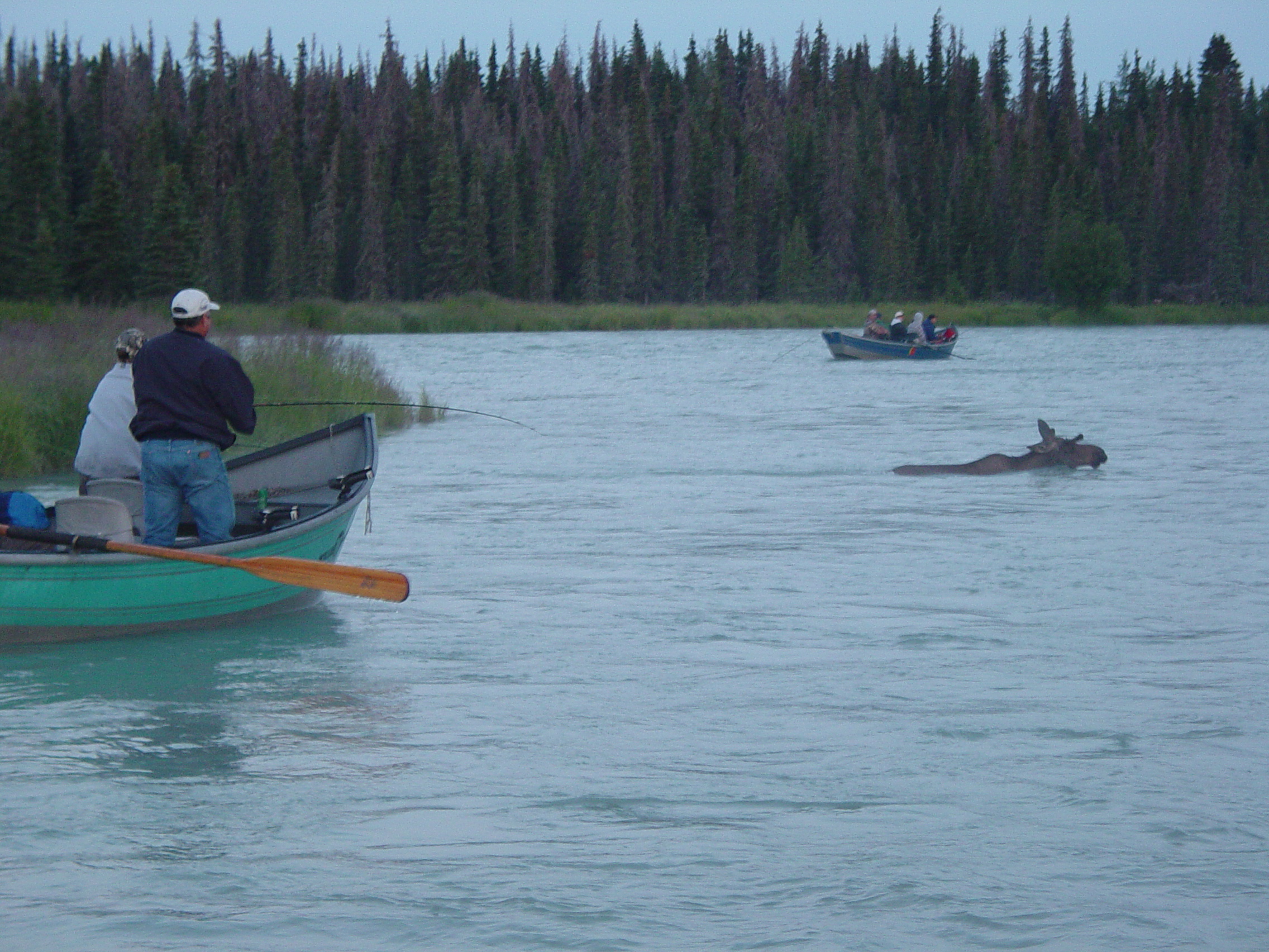 Sometimes you have to reel in ... to let the moose swim by!