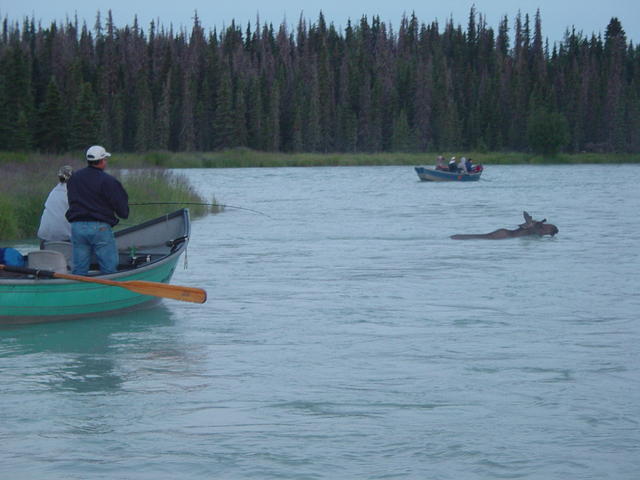 Sometimes you have to reel in ... to let the moose swim by!