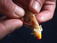 Sandshrimp or Ghost Shrimp Rigging - Steelhead & Salmon Fishing