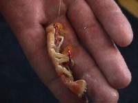 How to Catch & Rig GHOST SHRIMP (Sand Shrimp) 